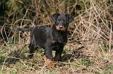 BEAUCERON - PUPPIES 406